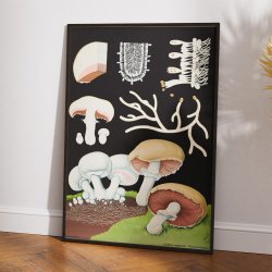 Champingon 1920 -  Svampe - Plakat