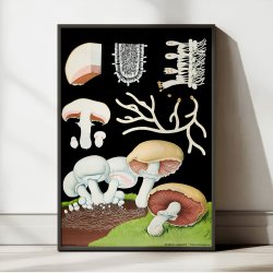 Champingon 1920 -  Svampe - Plakat