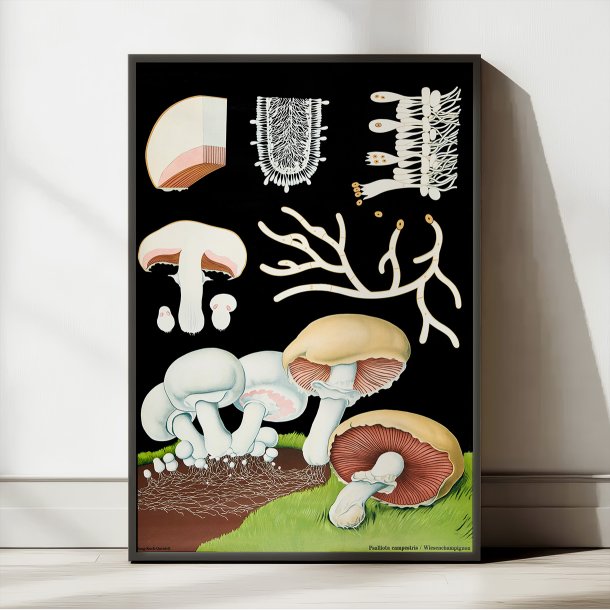 Champingon 1920 -  Svampe - Plakat