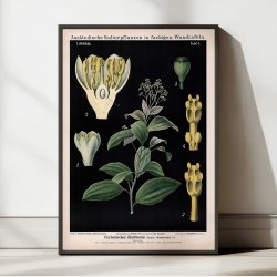 Kaneltr fra Ceylon 1880 - Anskuelsesbillede