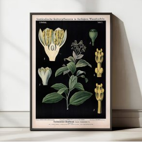 Kaneltr fra Ceylon 1880 - Anskuelsesbillede