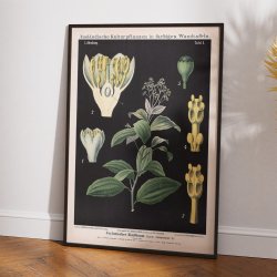 Kaneltr fra Ceylon 1880 - Anskuelsesbillede