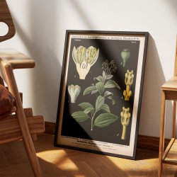 Kaneltr fra Ceylon 1880 - Anskuelsesbillede