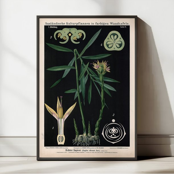 Ingefr 1880 - Anskuelsesbillede