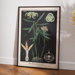 Ingefr 1880 - Anskuelsesbillede