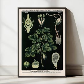 Figentr 1880 - Anskuelsesbillede