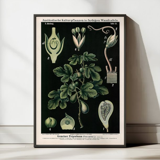 Figentr 1880 - Anskuelsesbillede