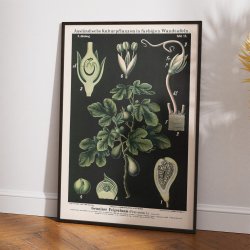 Figentr 1880 - Anskuelsesbillede