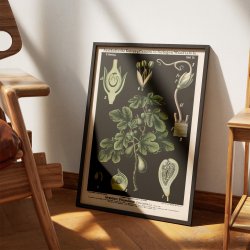 Figentr 1880 - Anskuelsesbillede