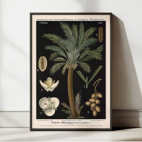 Dadelpalme 1880 - Anskuelsesbillede