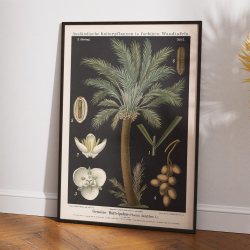 Dadelpalme 1880 - Anskuelsesbillede