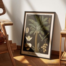 Dadelpalme 1880 - Anskuelsesbillede