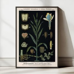 Kardemomme 1880 - Anskuelsesbillede