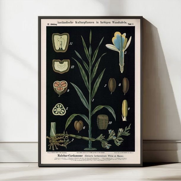 Kardemomme 1880 - Anskuelsesbillede