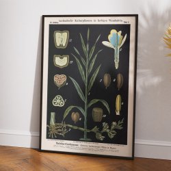 Kardemomme 1880 - Anskuelsesbillede