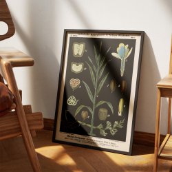 Kardemomme 1880 - Anskuelsesbillede