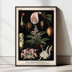 Mangotr 1880 - Anskuelsesbillede