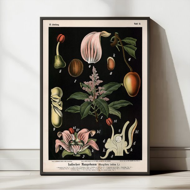 Mangotr 1880 - Anskuelsesbillede