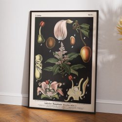 Mangotr 1880 - Anskuelsesbillede