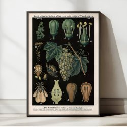 Vinstok 1880 - Anskuelsesbillede