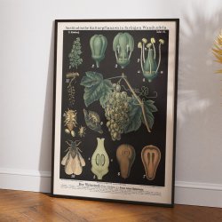 Vinstok 1880 - Anskuelsesbillede