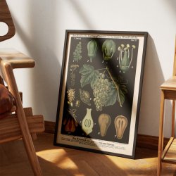 Vinstok 1880 - Anskuelsesbillede