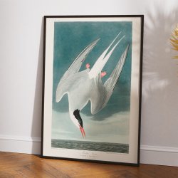 Arktisk terne 1828 - Zoologi plakat