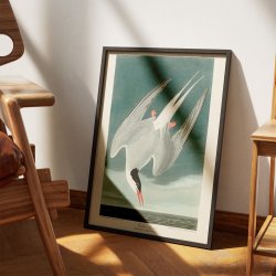 Arktisk terne 1828 - Zoologi plakat