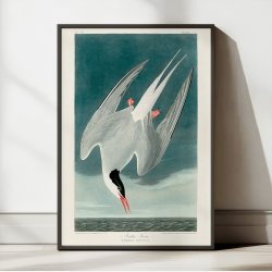 Arktisk terne 1828 - Zoologi plakat