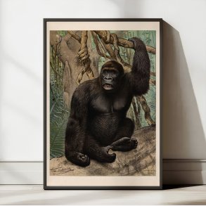 Gorilla 1890 - Anskuelsesbillede