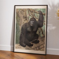 Gorilla 1890 - Anskuelsesbillede