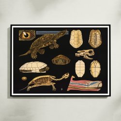 Europisk sumpskildpadde 1910 - Anskuelsesbillede