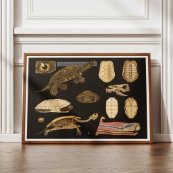 Europisk sumpskildpadde 1910 - Anskuelsesbillede