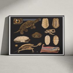 Europisk sumpskildpadde 1910 - Anskuelsesbillede