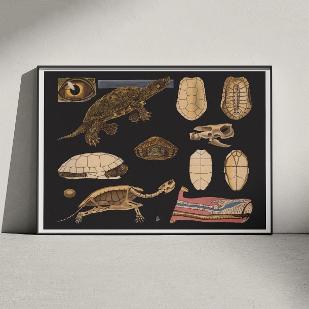 Europisk sumpskildpadde 1910 - Anskuelsesbillede