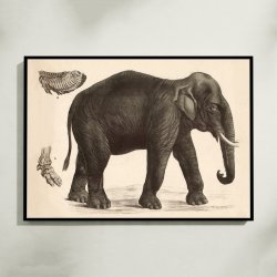 Indisk elefant 1911 - Anskuelsesbillede