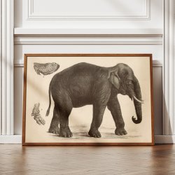 Indisk elefant 1911 - Anskuelsesbillede