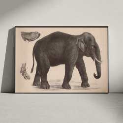 Indisk elefant 1911 - Anskuelsesbillede