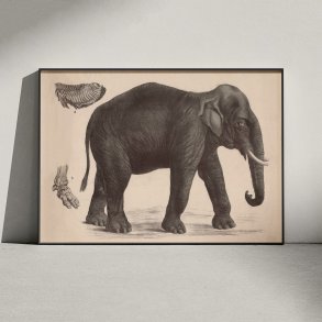 Indisk elefant 1911 - Anskuelsesbillede