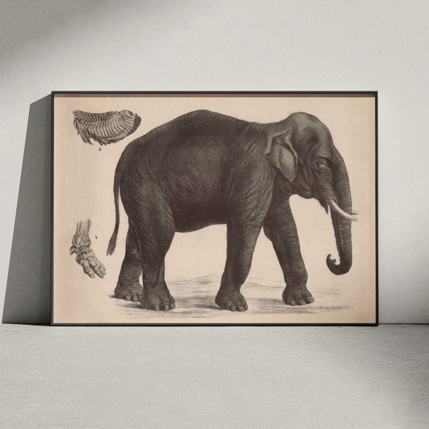 Indisk elefant 1911 - Anskuelsesbillede