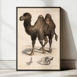 Kamel 1860 - Anskuelsesbillede