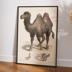 Kamel 1860 - Anskuelsesbillede