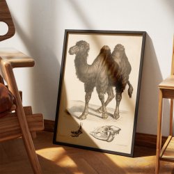 Kamel 1860 - Anskuelsesbillede