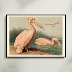 Almindelig pelikan 1890 - Anskuelsesbillede