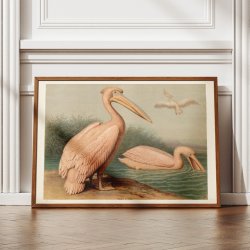 Almindelig pelikan 1890 - Anskuelsesbillede