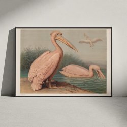 Almindelig pelikan 1890 - Anskuelsesbillede