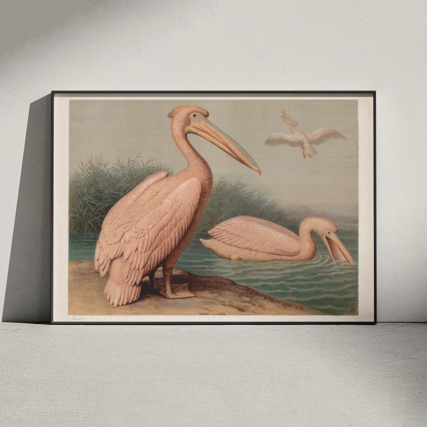 Almindelig pelikan 1890 - Anskuelsesbillede