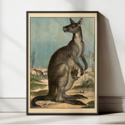 Knguru 1910 - Anskuelsesbillede