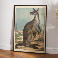 Knguru 1910 - Anskuelsesbillede