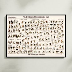 Hjemlige fugle 1910 - Anskuelsesbillede